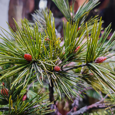 30m Artificial Landscape Trees Anti Aging Plant Dramatic Geen Foliage Lifelike Looking Pine Tree