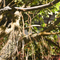 ficus C degli alberi artificiali del paesaggio di 2m il grande disegna la mostra su ordinazione Hall Foliage Tree di altezza
