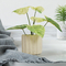 Philodendron conservato in vaso artificiale Birkin delle piante del pavimento degli oggetti poco importanti ornamentali