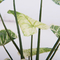 Philodendron di plastica Birkin del pavimento dello SGS simulazione conservata in vaso artificiale delle piante di alta