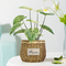 Philodendron di plastica Birkin delle piante conservate in vaso artificiali del pavimento della camera da letto