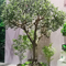 altezza Olive Tree Custom Shape Natural artificiale di 20m che guarda le foglie di Frabric