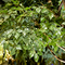 Il sempreverde dell'interno artificiale dell'albero di banyan non lascia a nessun albero del Faux dell'acqua parassita piante