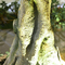 Il sempreverde artificiale dell'unità di elaborazione dell'albero di banyan di tocco reale non lascia a tronco altamente simulato parassita piante