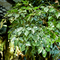 Alberi artificiali del paesaggio del grande fogliame di ficus con le foglie verdi fertili nessuna luce solare