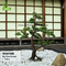 Anti tocco reale sbiadentesi dei bonsai artificiali del pino nero della decorazione dell'interno