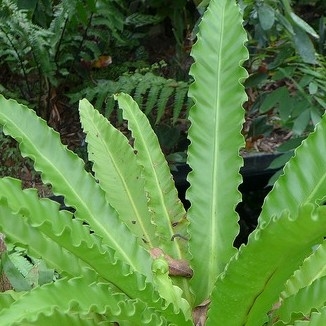Modern Plastic Potted Artificial Bonsai Bird Nest Fern